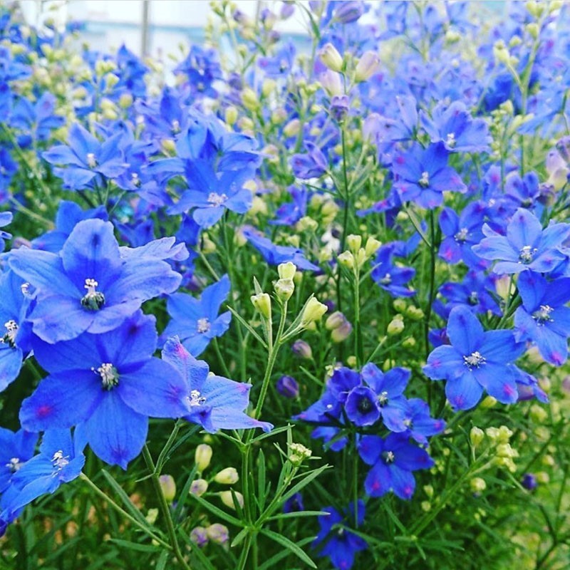飞燕草四季花蓝色千鸟易种庭院