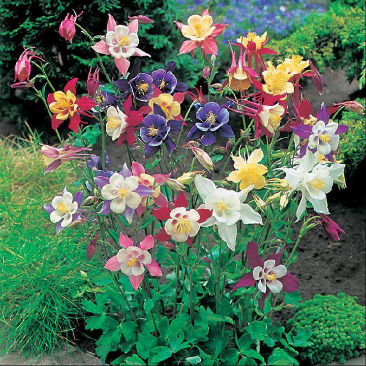 重瓣斗菜耧花多年生猫爪不断四季