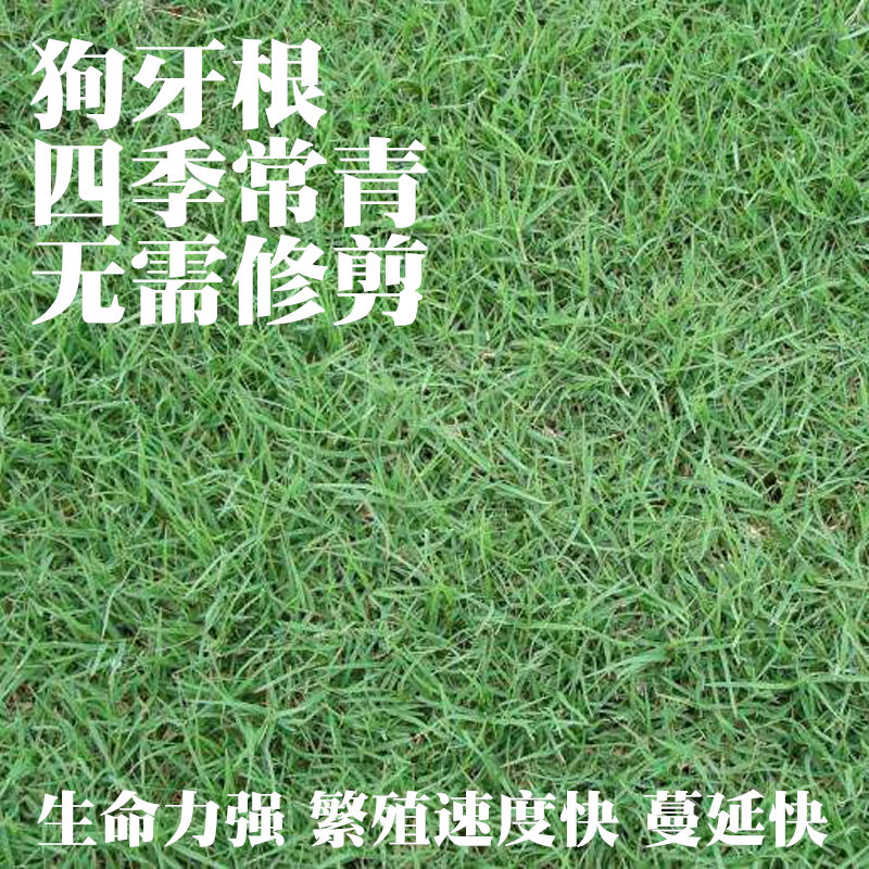 低矮种子牙根狗孑草坪不绿化耐寒修剪四季常青耐常用草籽践踏工程