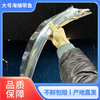 舟山海钓带鱼小眼睛带鱼