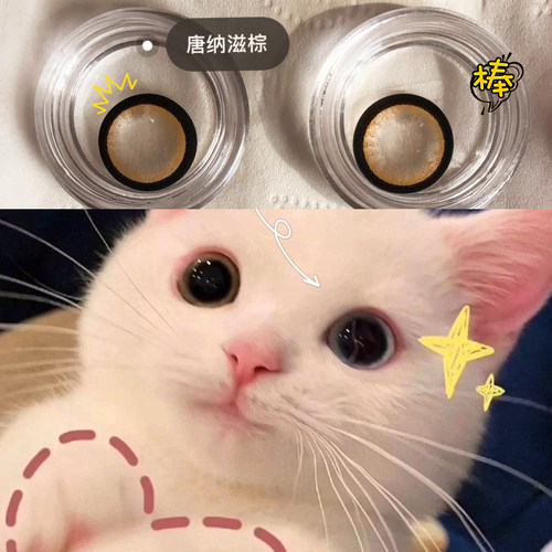 猫隐形眼镜盒价格 猫隐形眼镜盒图片 星期三