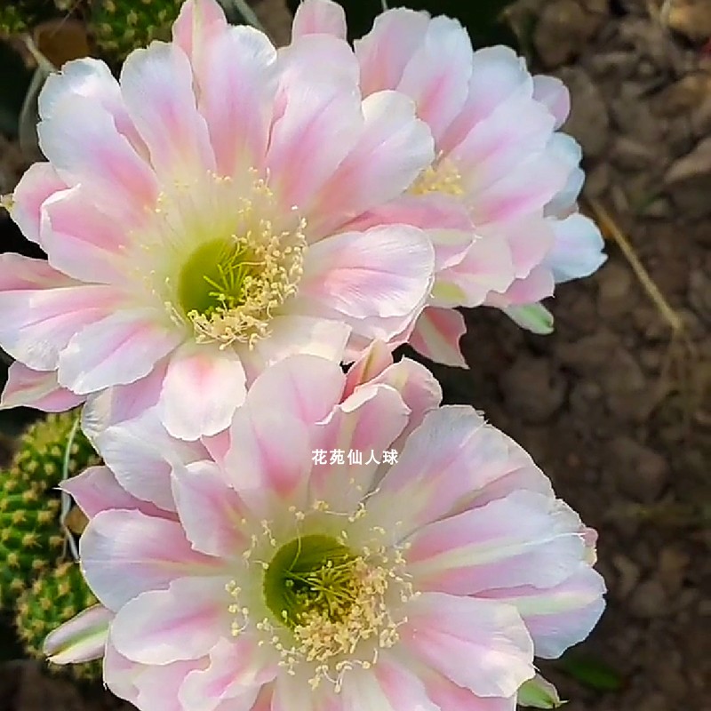新品丽花 绿姬 丽花属仙人球 花色清新淡雅秀丽 无根侧球对版