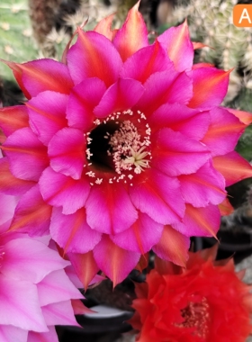 HY759玫粉色A254彩草A536仙人球HY143一物一拍包对版A101