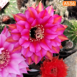 HY759玫粉色A254彩草A536仙人球一物一拍包对版