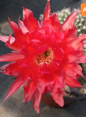 红色系列心火A678彩草仙人球包对版HY984