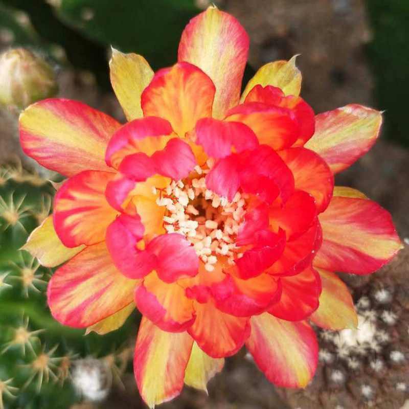 黄金荷花仙人球丽花属 爱开花 进口品种 侧芽自根 多肉植物