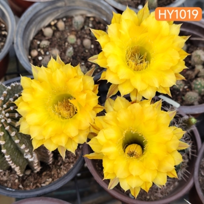 黄大花HY1019彩草仙人球优雅群开漂亮《缠绵》勤花包对版