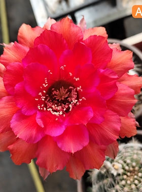 红色A876重瓣A151彩草A173仙人球A272一物一拍包对版