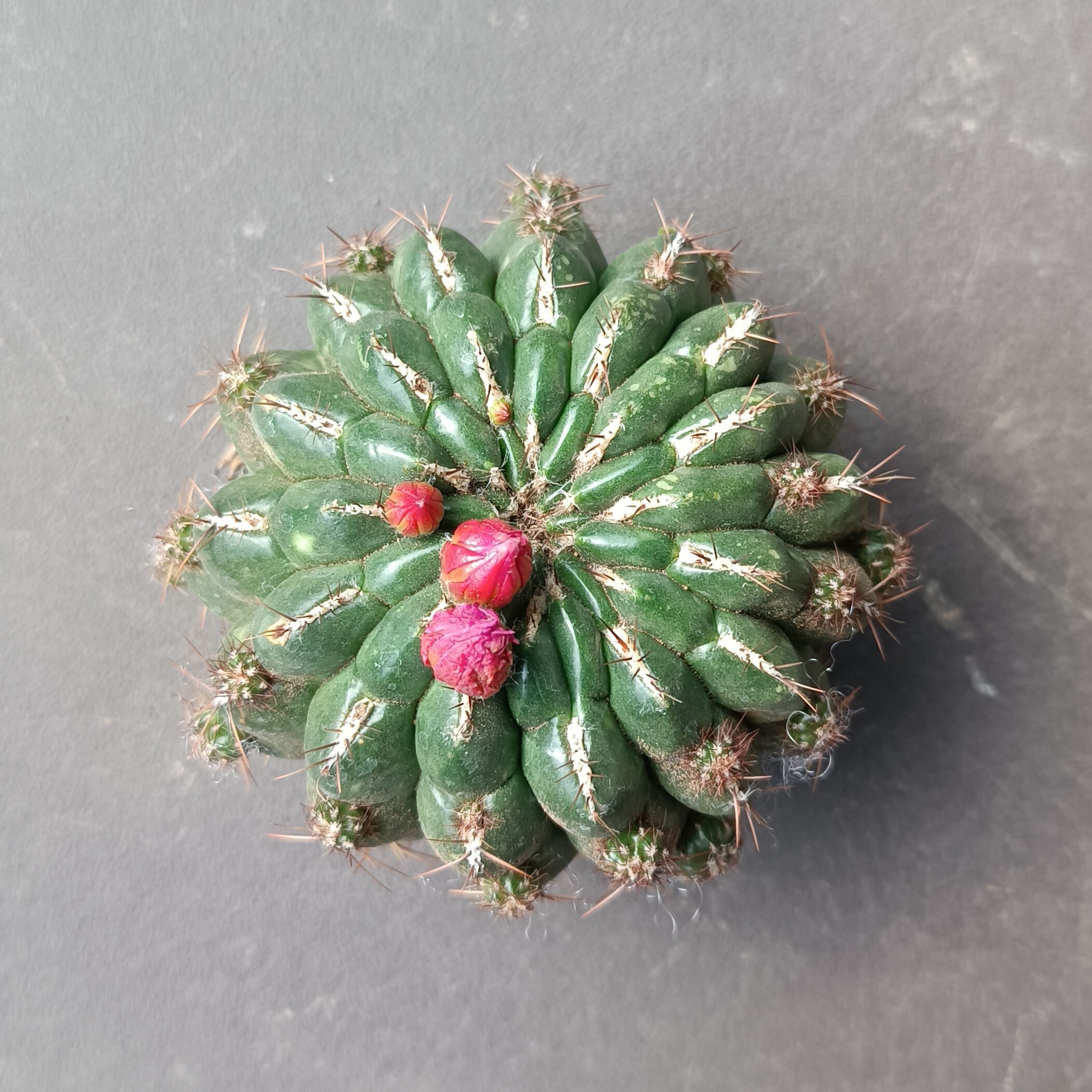 《金钱豹》仙人球新手盆栽桌面防辐射多肉植物