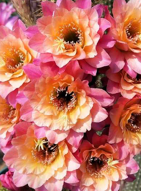 《时光》金妞《奈何之花》毛花柱紫罗兰N39仙人球诺尔海姆 奥拓