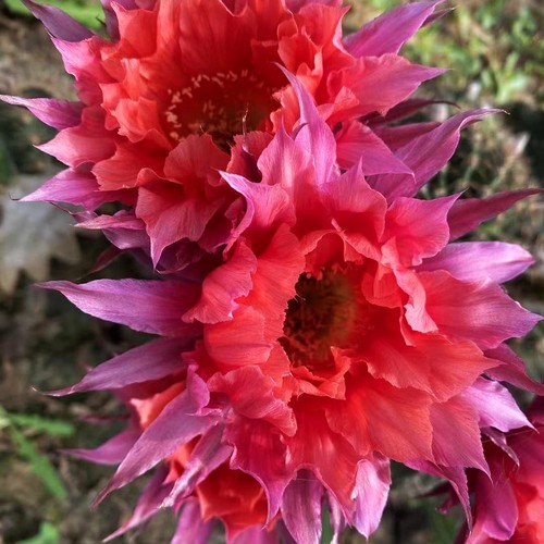 《红袖》彩草仙人球 皱瓣大花颜色特别包对版多肉植物好养