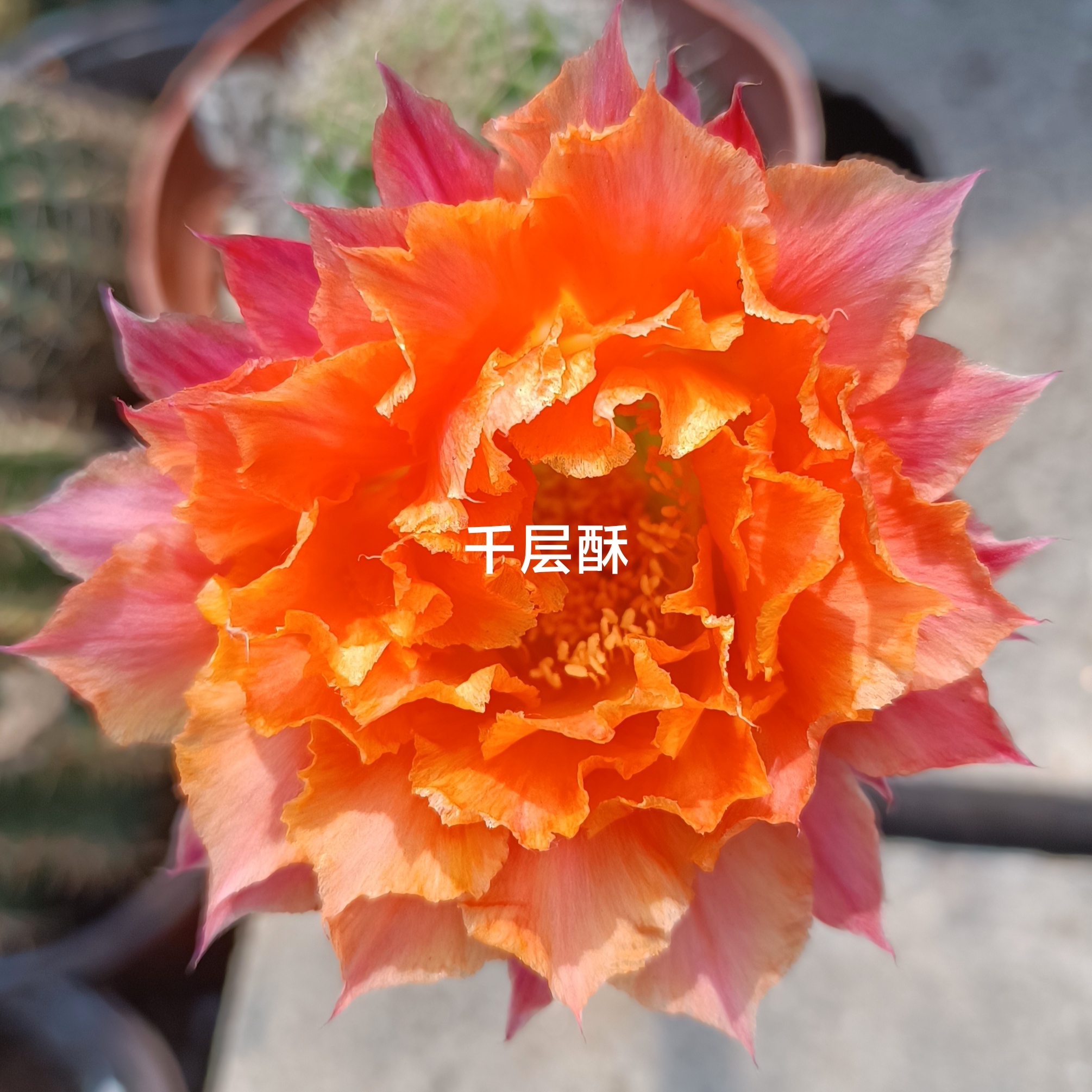 仙人球仙人球侧芽花卉席克氏彩草