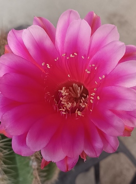 编号40415号实生彩草仙人球大规格10公分带花苞根系好一物一拍