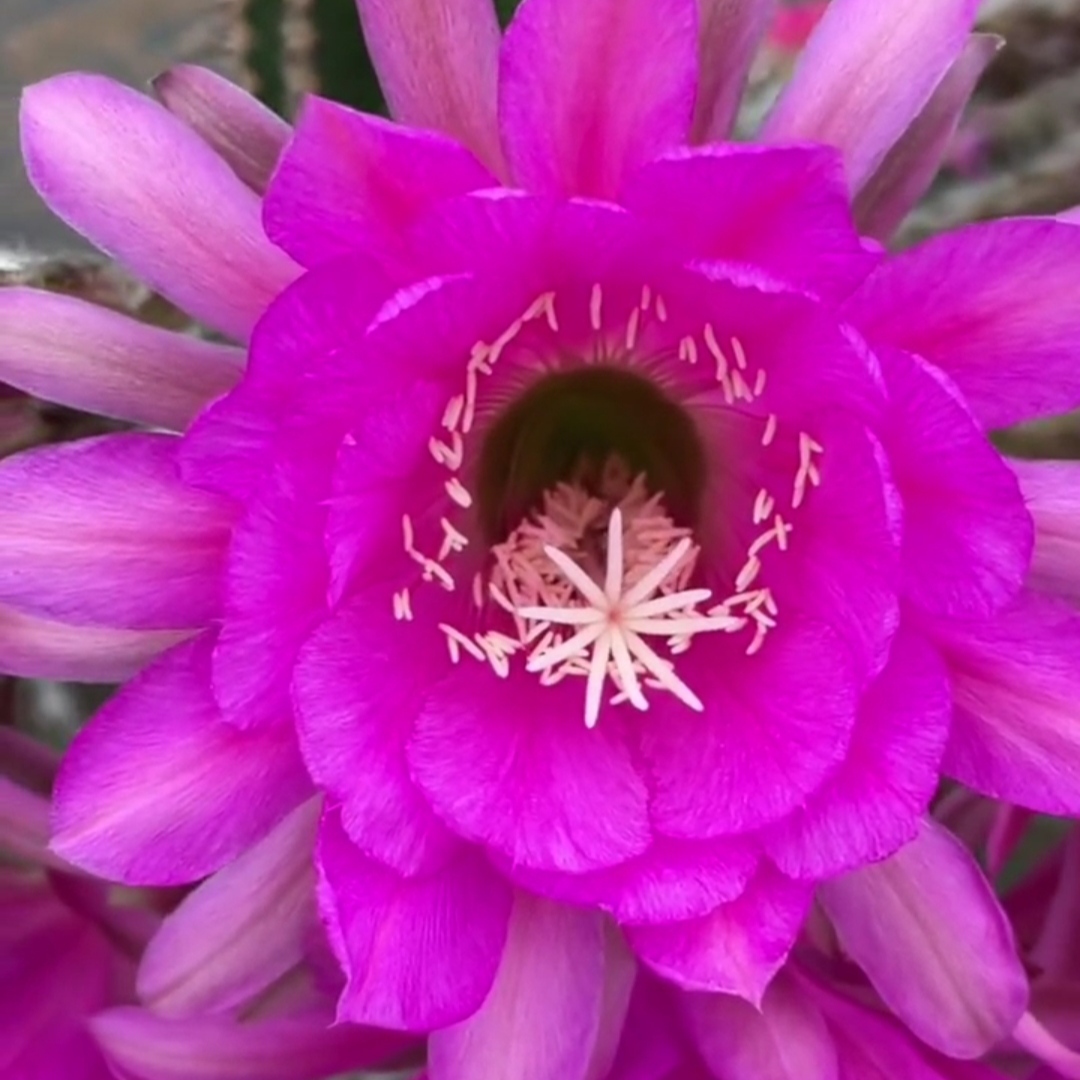 《紫罗兰》金妞仙人球N39仙人柱紫萝39号短刺柱体紫粉色大花多肉