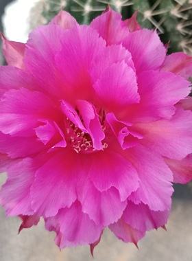 玫粉色HY1285彩草A143仙人球一物一拍包对版