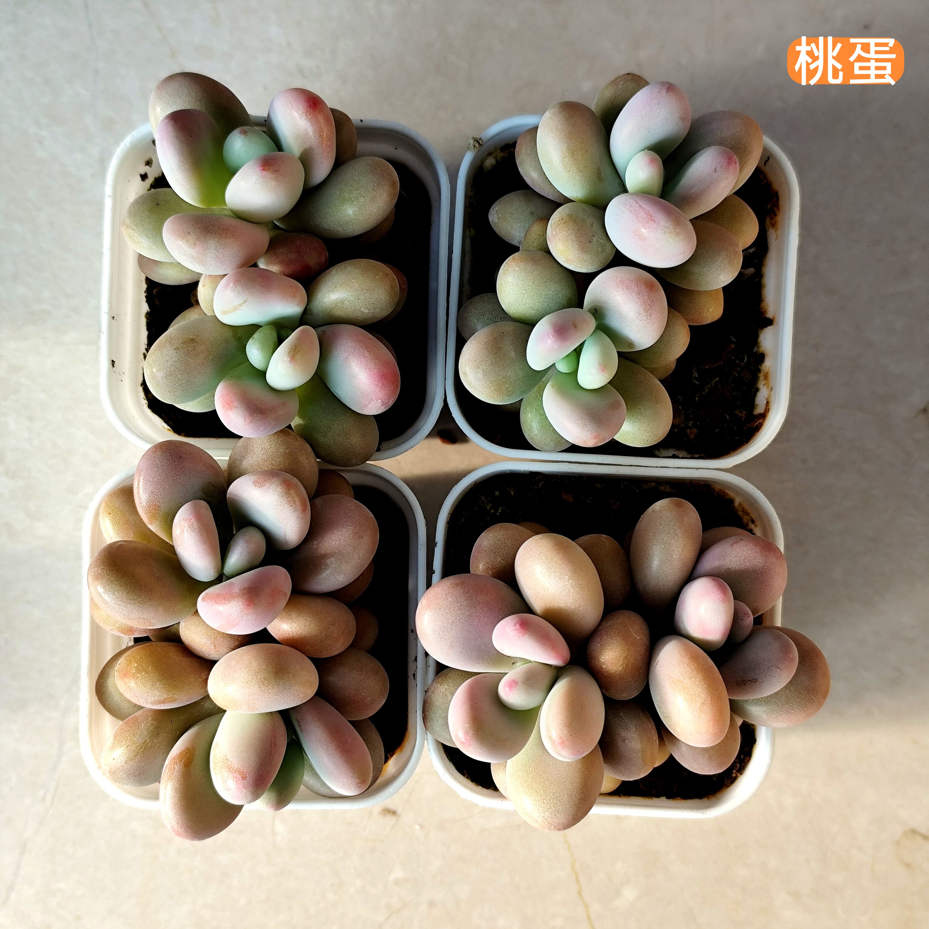 桃蛋双头多肉植物好养黄羽毛
