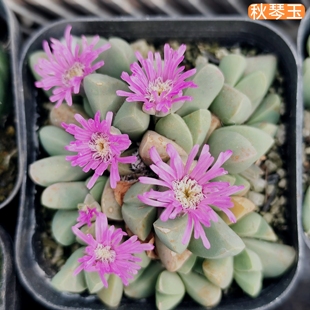 秋琴玉《粉精灵》彩草仙人球包对版多肉植物