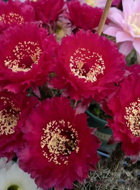 红衣主教彩草HY997仙人球红HY1331酒红06281