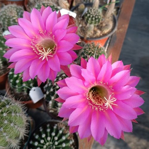 编号S7211实生彩草仙人球8公分球径根系好