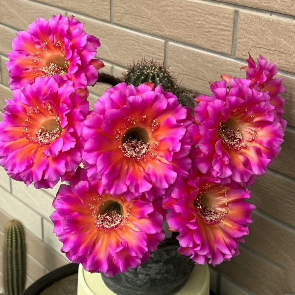 《闪耀》彩草仙人球 花大色艳勤花阳台好养