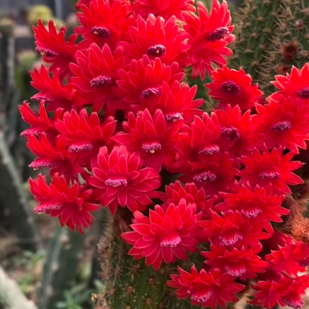 《彩舞柱》金妞《红水晶》仙人柱红花漂亮容易群开勤花好仙人球