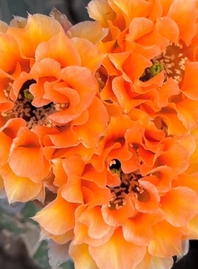 新品《橙爱》彩草仙人球橙色重瓣皱瓣包对版多阳台好养CC240