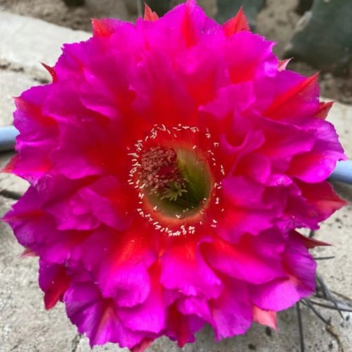 新品《赤焰》彩草仙人球重瓣大花勤花包对版多肉植物好养