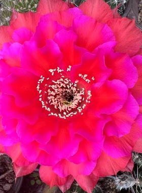 推荐《大风车》彩草重G2仙人球CC225包对版521-1玫瑰粉