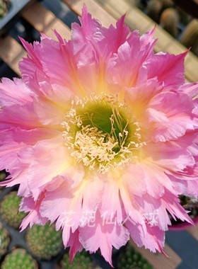 《紫薇星》Purple faint star毛花柱仙人球包对版彩草多肉植物