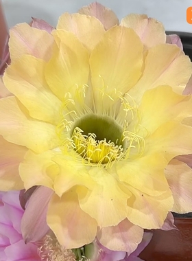 54淡雅黄303实生A258彩草A820仙人球一物一拍包对版