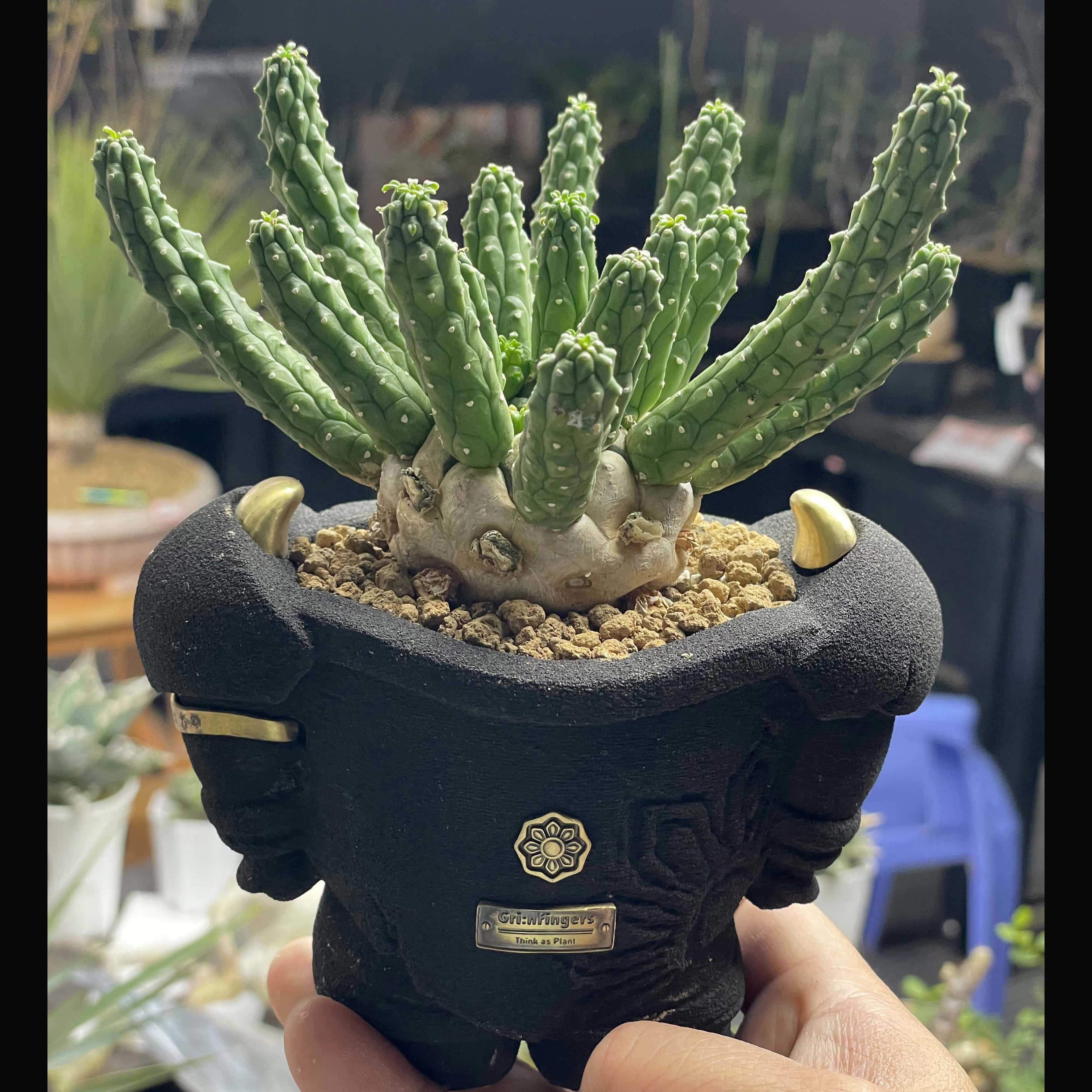 九头龙大戟Euphorbia esculenta一物一拍 多肉块根潮流植物绿植盆