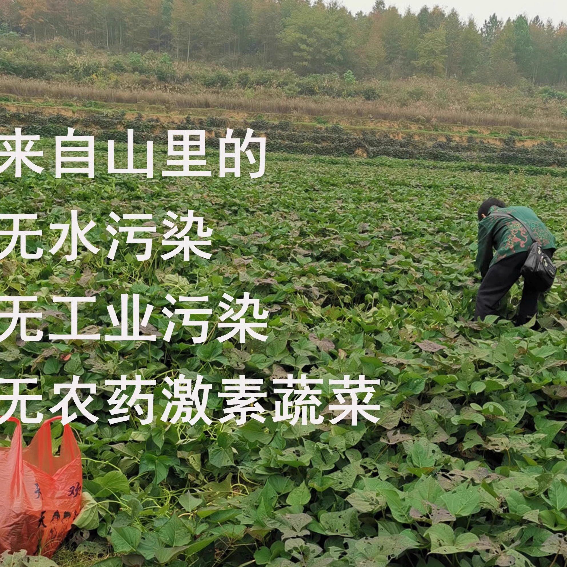 无农药激素杀虫药的山里农家时令蔬菜套餐盲盒非大棚孕妇宝辅素食