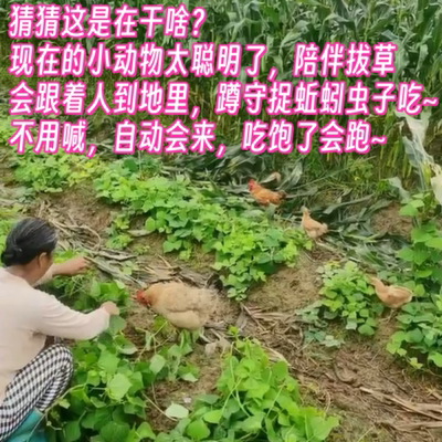 无激素药蔬菜山里时令土菜盲盒