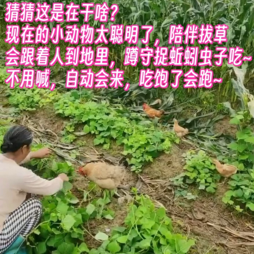 无激素药蔬菜山里时令土菜盲盒