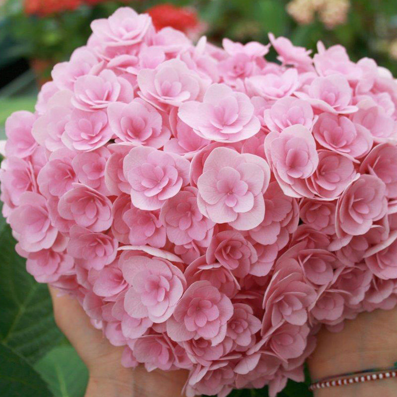 爱意 大花绣球花苗花卉盆栽园艺植物阳台庭院春季美观容易木本