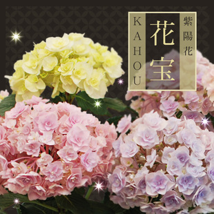 4棵包邮 正品 包对版 花宝 大花绣球花苗