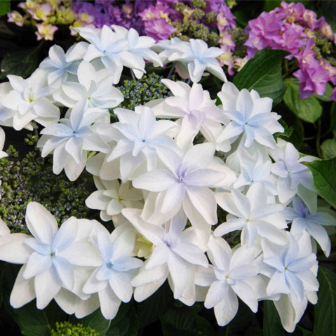 绣球花苗盆栽泉鸟庭院花卉园艺