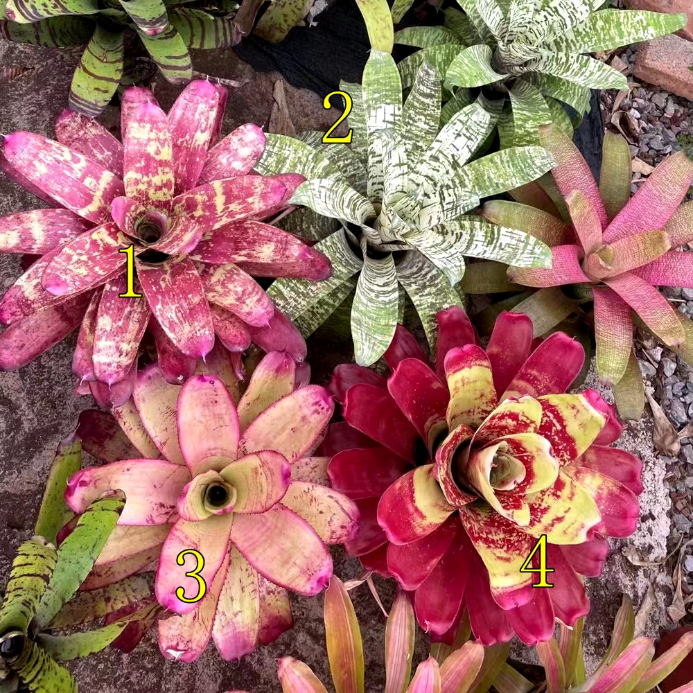 雨林缸植物套餐豆兰积水凤梨蕨类植物空气凤梨热带雨林植物搭配