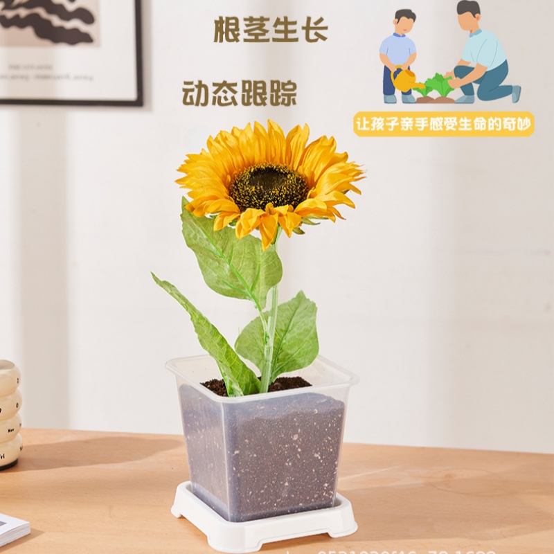 透明观察盒幼儿园儿童种植植物土培育苗向日葵大自然根系观察花盆
