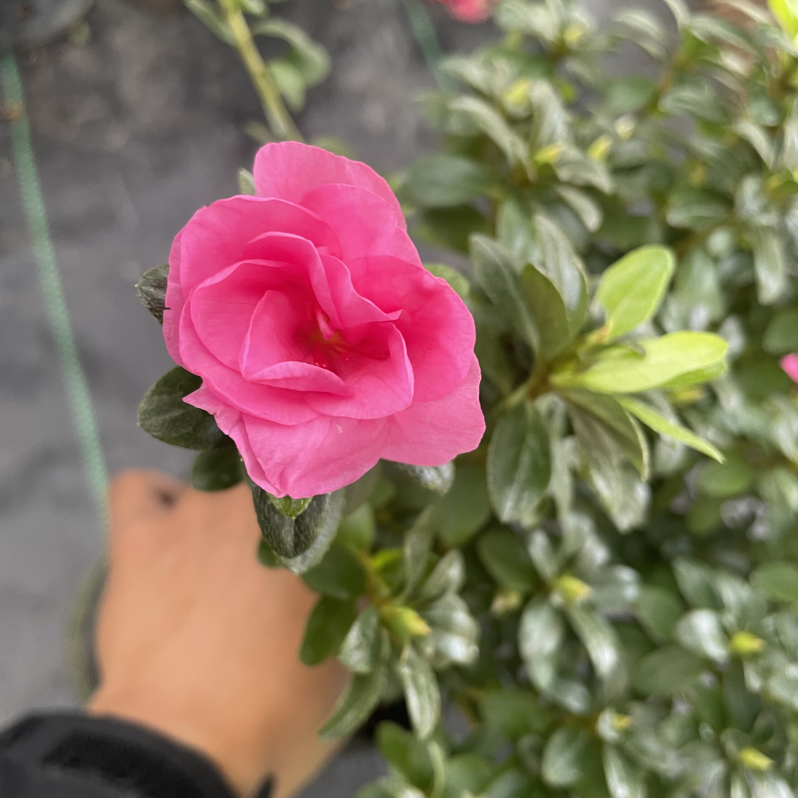 四季小玫瑰杜鹃花盆栽庭院桌面绿植花卉多季开花