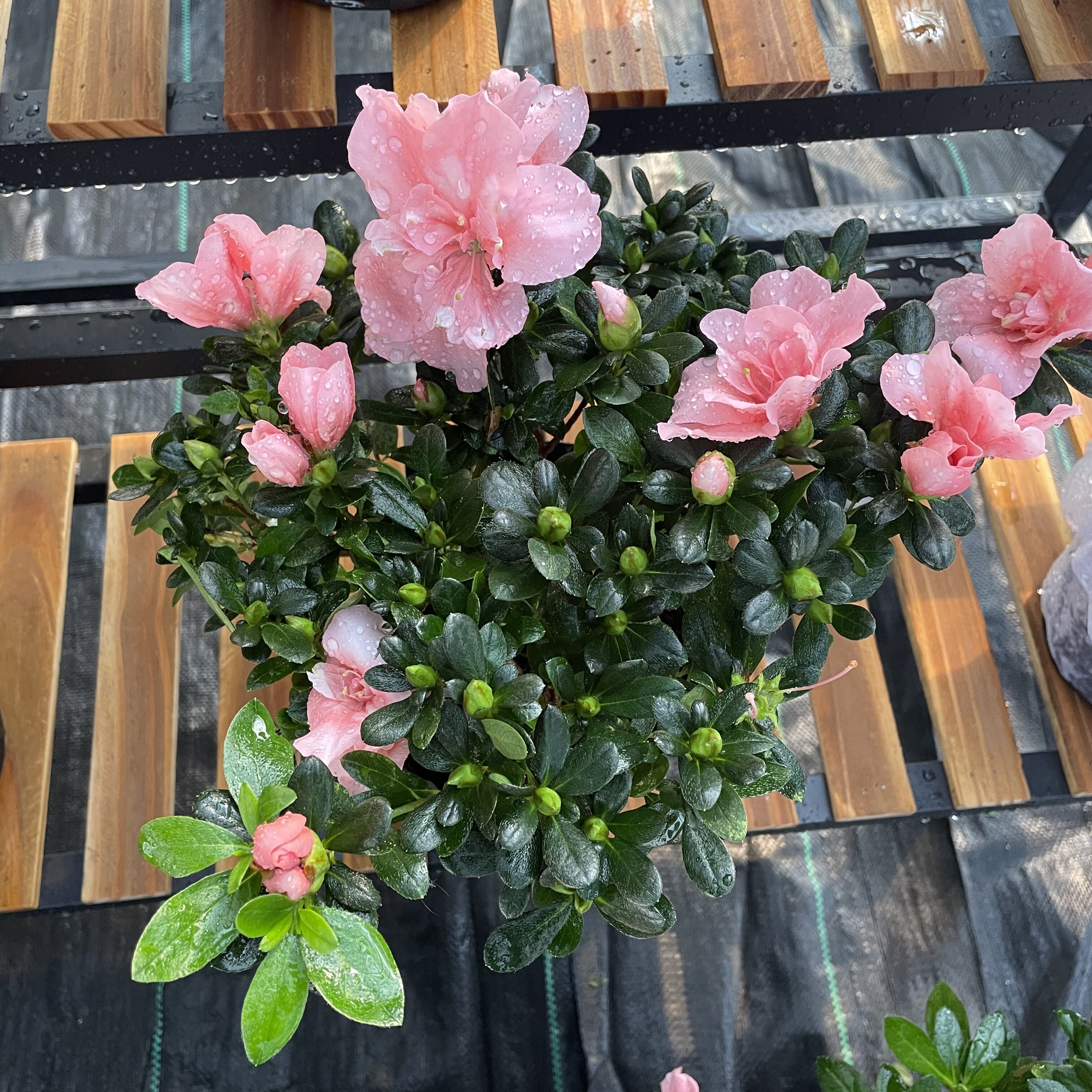 杜鹃花盆栽玫红胭脂红西玛粉色紫色杜鹃花苗带花苞