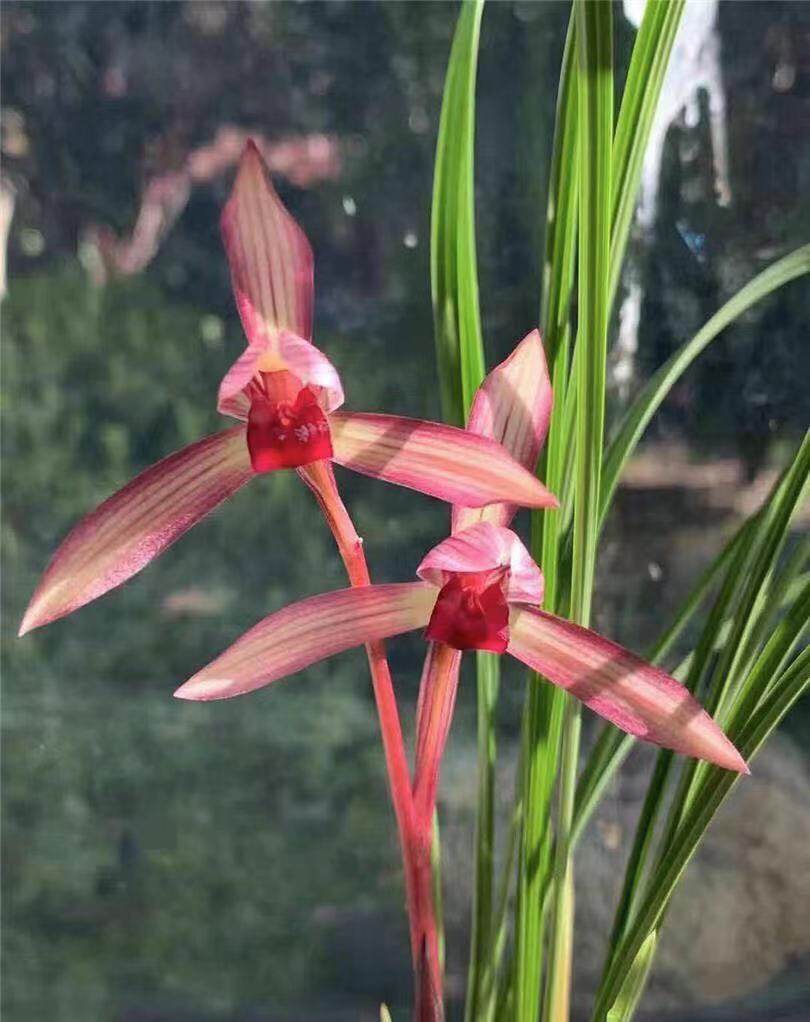 兰花苗春兰【滇红素】花卉植物室内兰盆栽绿植 自然鹏养殖