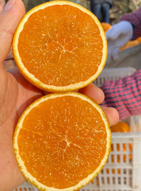 【现摘现发】湖北宜昌秭归脐橙九月红橙子果冻橙当季新鲜水果10斤