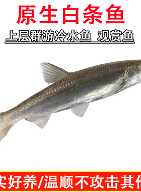 重庆白条鱼餐条鱼原生鱼冷水鱼淡水鱼溪流鱼观赏鱼标杆子野刁子鱼