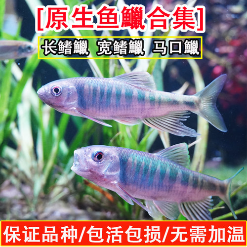 原生鱼长鳍鱲马口鱲鱼溪流原生缸