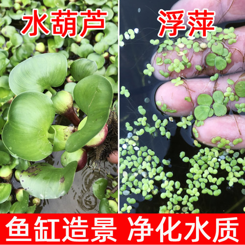 净化龟鱼缸水质生态缸水葫芦浮萍