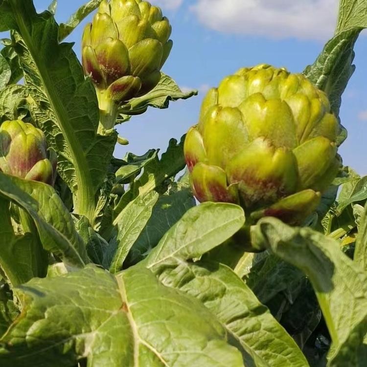 朝鲜蓟洋蓟新鲜现摘云南产地直销1斤大果包邮法国百合