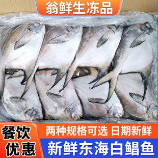 新鲜冷冻东海白鲳鱼舟山海鲜特大水产银昌鱼平鱼新鲜冷冻整箱商用