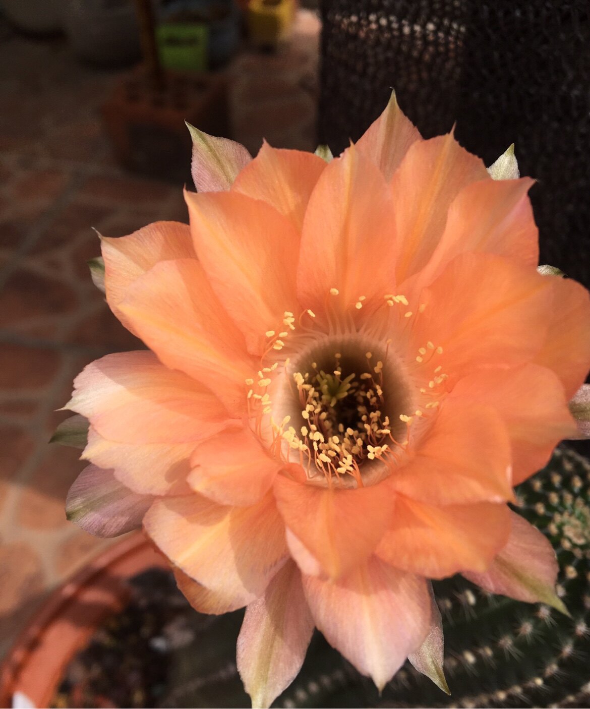 仙人掌阳台橙花黑金刚稀有花色防辐射吸甲醛