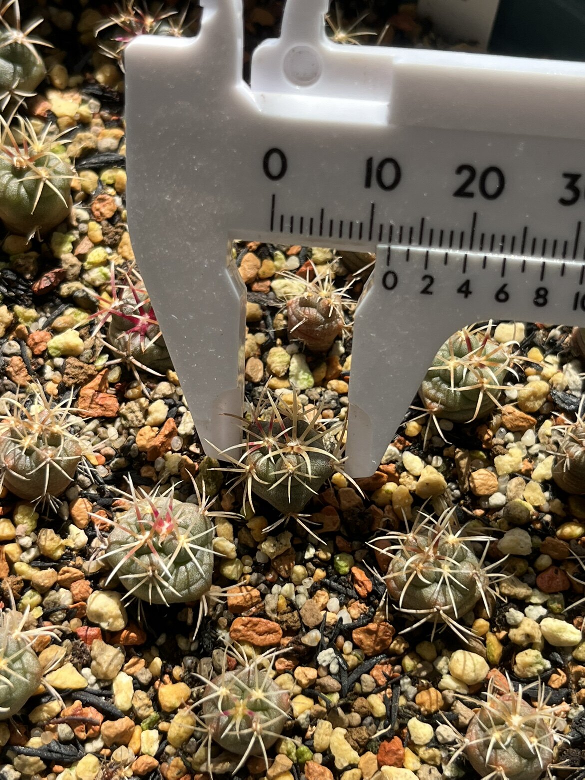 瘤玉属 绯冠龙 实生仙人球 沙漠植物 耐旱植物